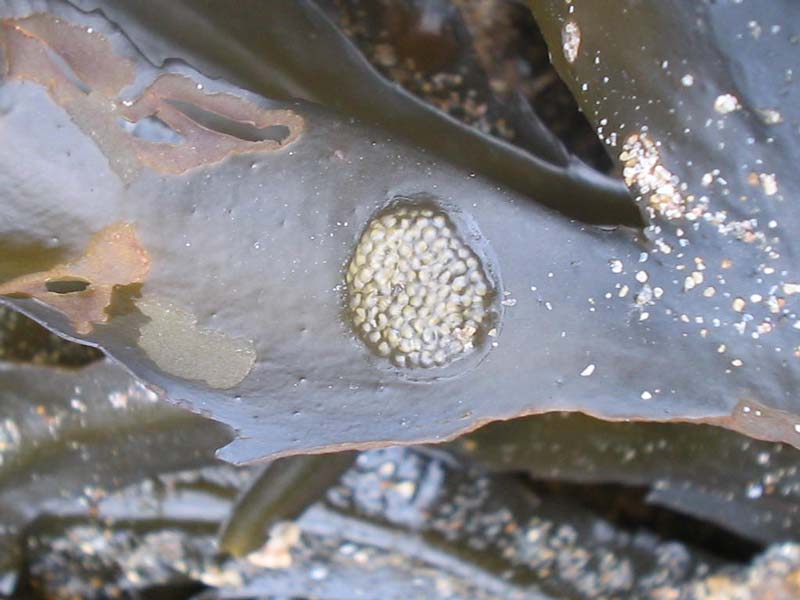 Eggs of Littorina obtusata.