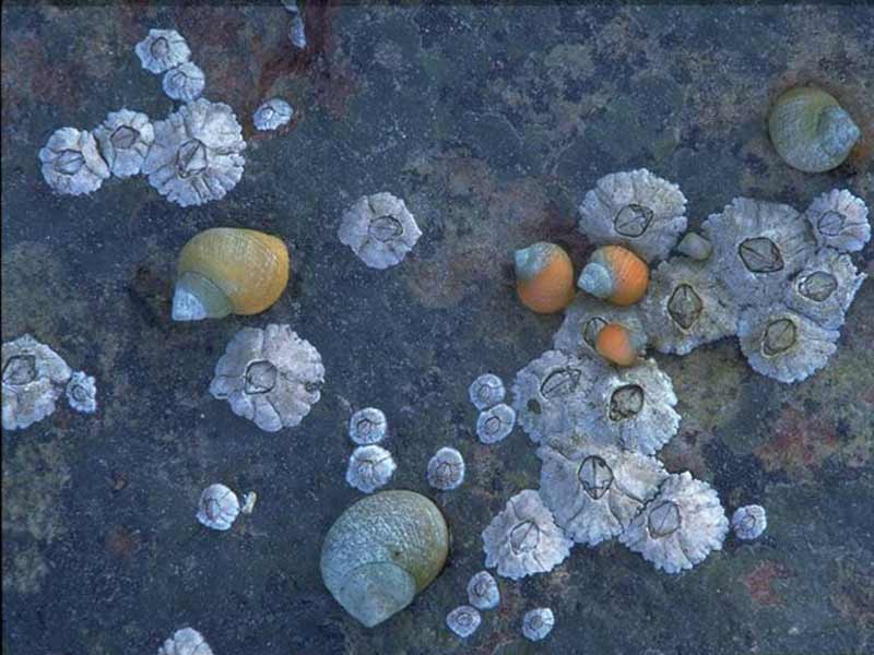 [litsax]: <i>Littorina saxatilis</i>, rough periwinkles amongst barnacles, <i>Semibalanus balanoides</i>.