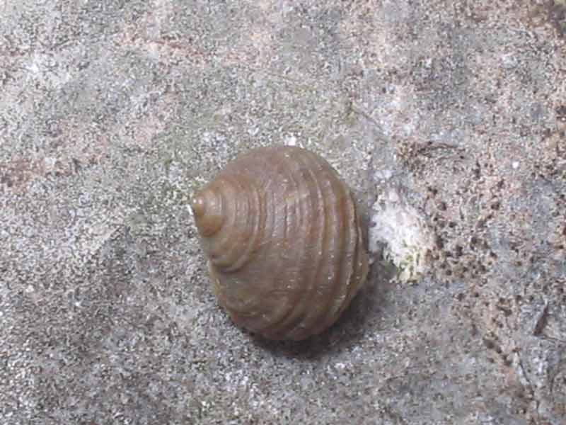 Lone Littorina saxatilis individual on a boulder.