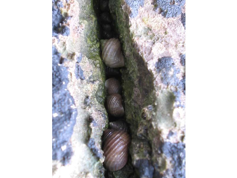 Littorina saxatilis individuals in the gap between two rocks.