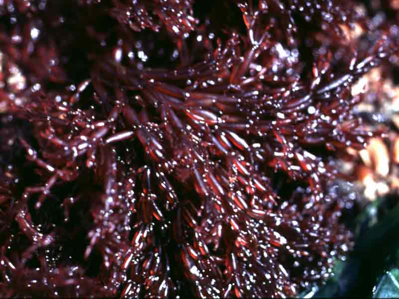 Image: Lomentaria articulata.