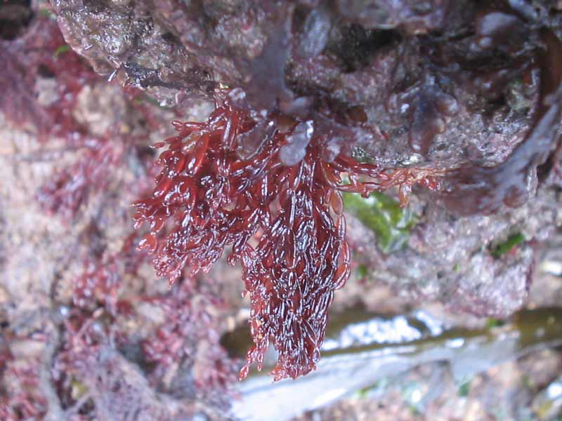 Modal: Small patch of <i>Lomentaria articulata</i> hanging down from an intertidal rock.