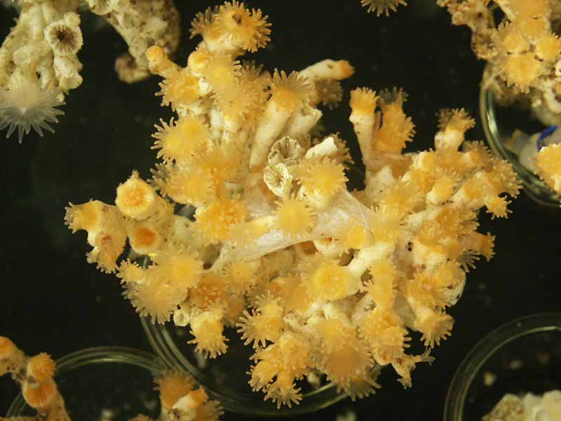 [lopper]: Polyps of the cold-water coral <i>Lophelia pertusa</i>.
