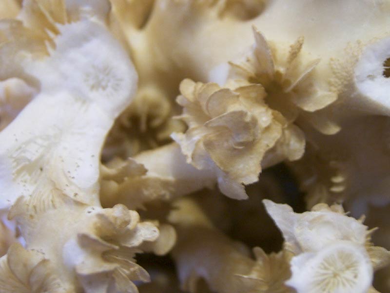 [lopper5]: Close up the skeletal cups (corallites) of  <i>Lophelia pertusa</i>.