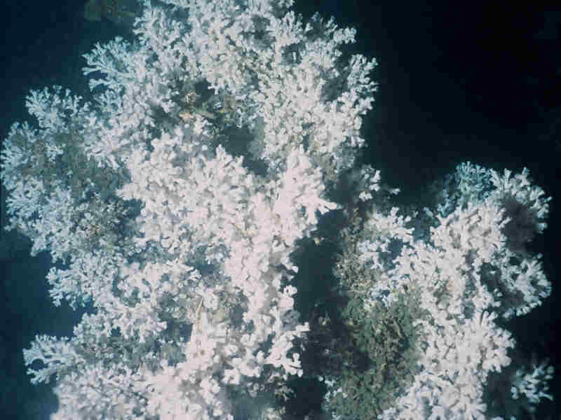 Modal: Colony of <i>Lophelia pertusa</i> from Mingulay Reef complex.