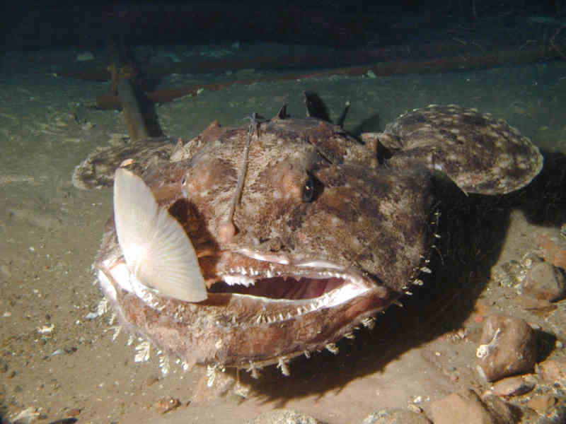 Modal: Angler fish feeding on cod.