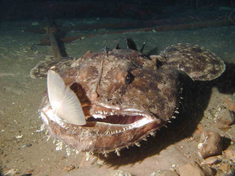 Angler Fish irish salt water species identification