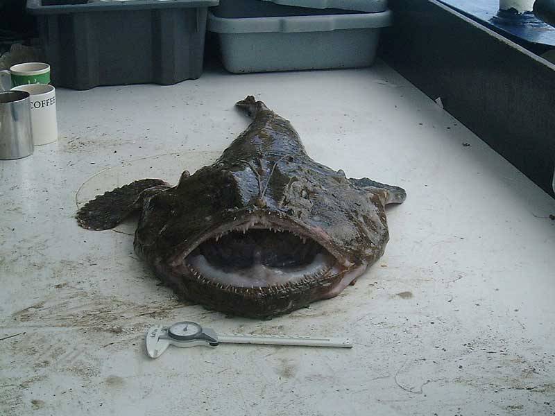 Freshly caught specimen of Lophius piscatorius: head view.