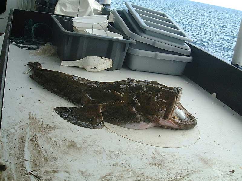 Freshly caught specimen of Lophius piscatorius: lateral view.