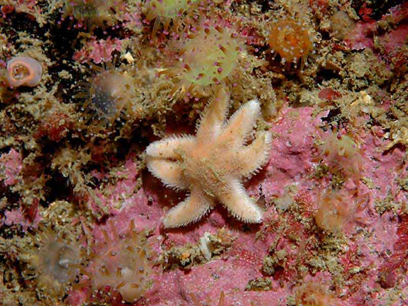 Image: Luidia ciliaris on the western side of the Eddystone reef, Plymouth.