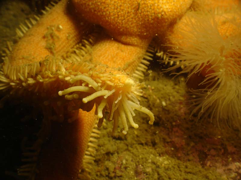 [luicil6]: Close up view of <i>Luidia ciliaris</i> arms and tube feet.
