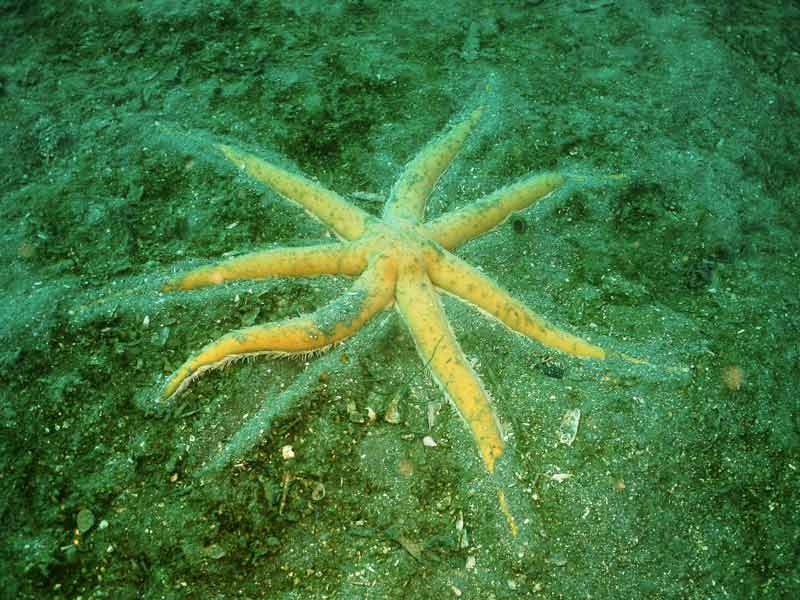 [luicil7]: <i>Luidia ciliaris</i> on a sandy seabed.