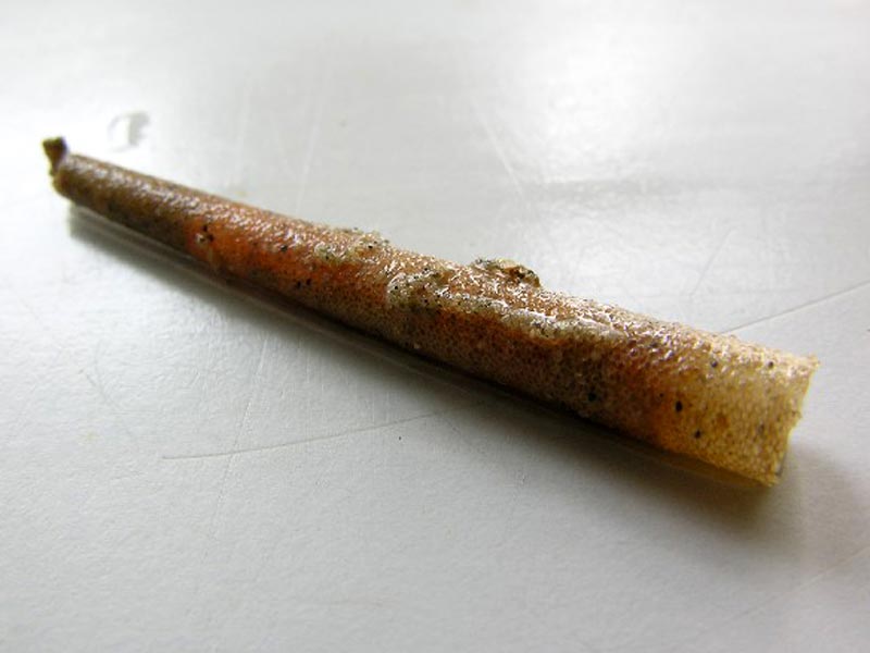Intact conical sediment tube of Lagis koreni.