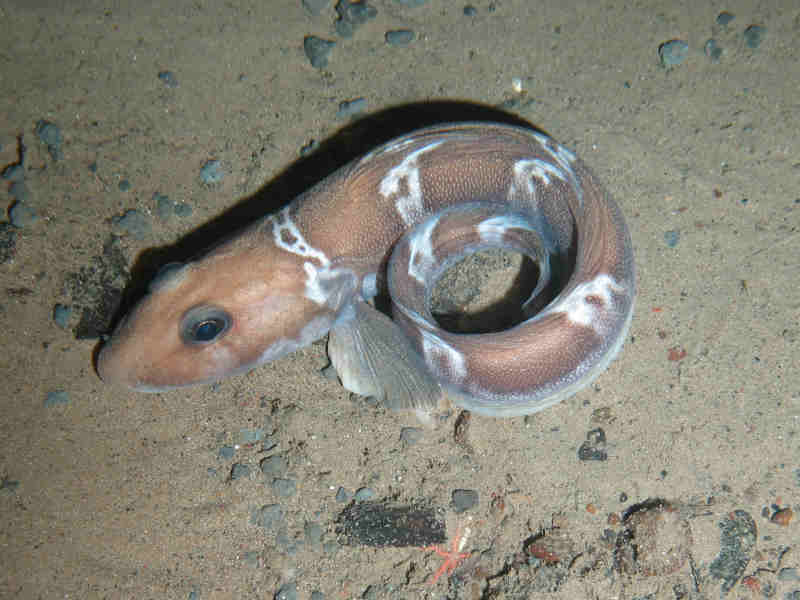 Lycodes esmarkii at 600 m in the Faeroe-Shetland Channel.