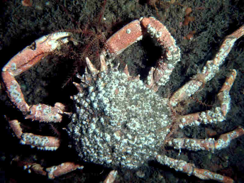 [majsqu5]: Dorsal view of <i>Maja brachydactyla</i>.  Carapace and legs encrusted with barnacles.