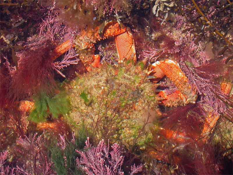 [majsqu6]: <i>Maja brachydactyla</i> hiding under various seaweeds and hydroids.