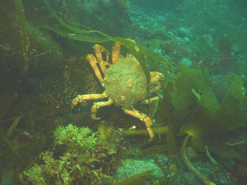 [majsqu8]: <i>Maja brachydactyla</i> crawling along the seabed.