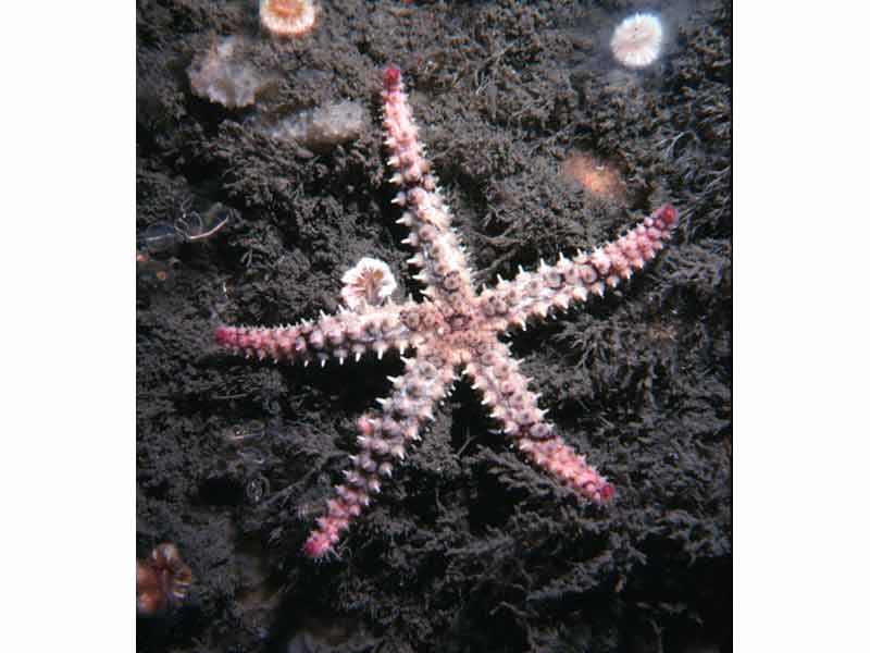 Modal: Small spiny starfish.