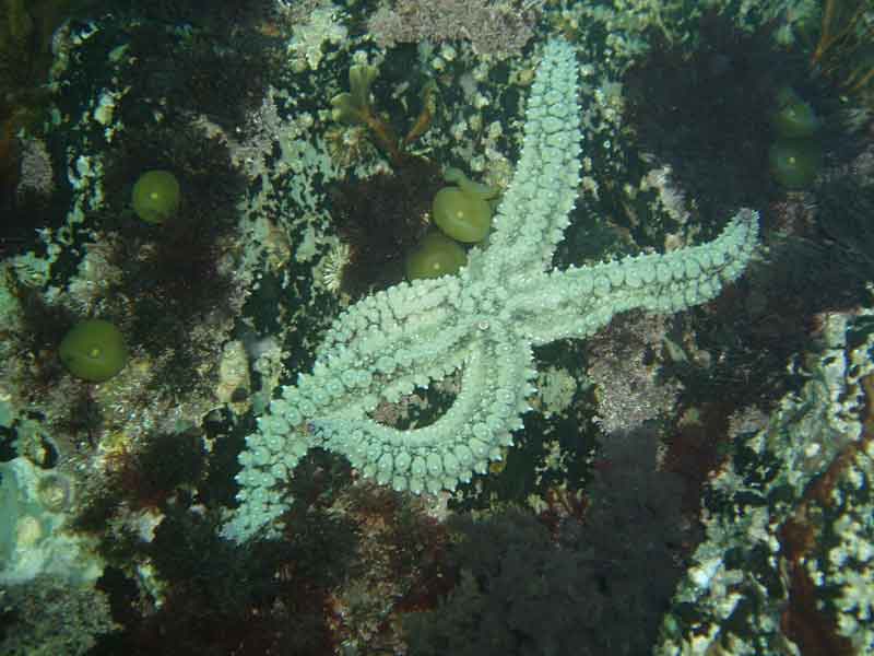 Marthasterias glacialis at 2 m depth, Wembury, South Devon.