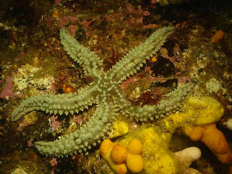 Marthasterias glacialis covered in dirt.