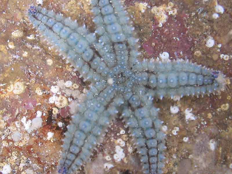 Marthasterias glacialis on an intertidal rock.