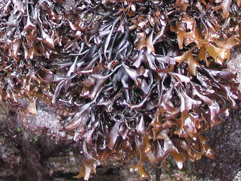 Modal: The seaweed <i>Mastocarpus stellatus</i>.