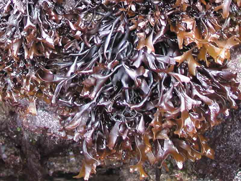 irish moss algae