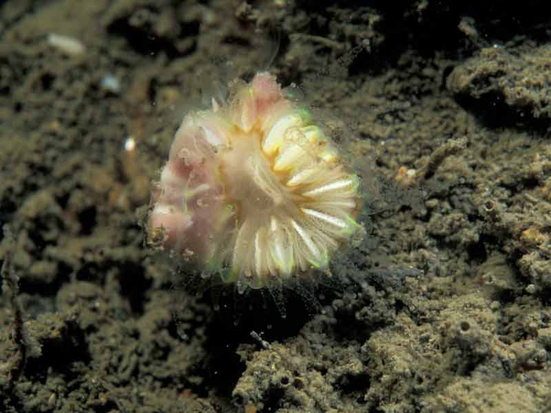 Adna anglica growing on cup coral.