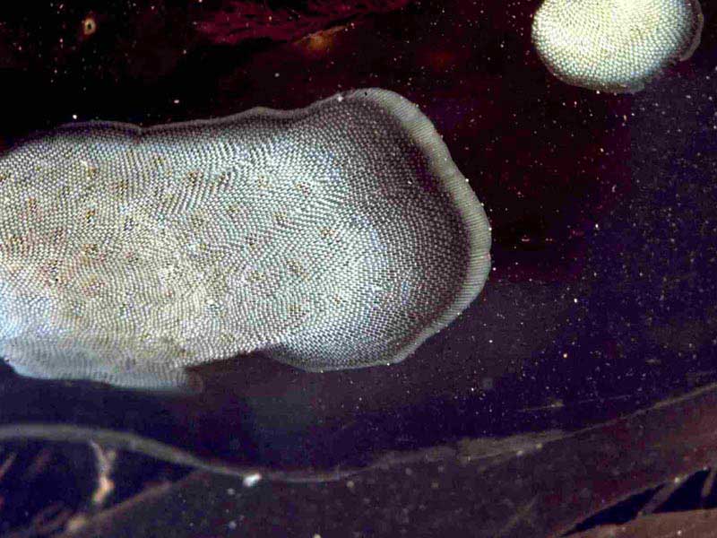 Image: Membranipora membranacea.