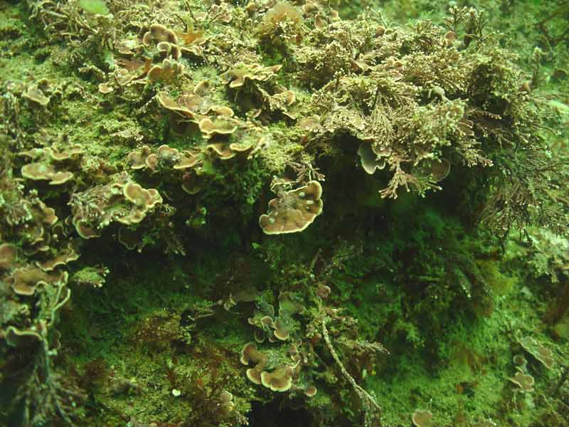 [meslic]: <i>Mesophyllum lichenoides</i> with hydroids.