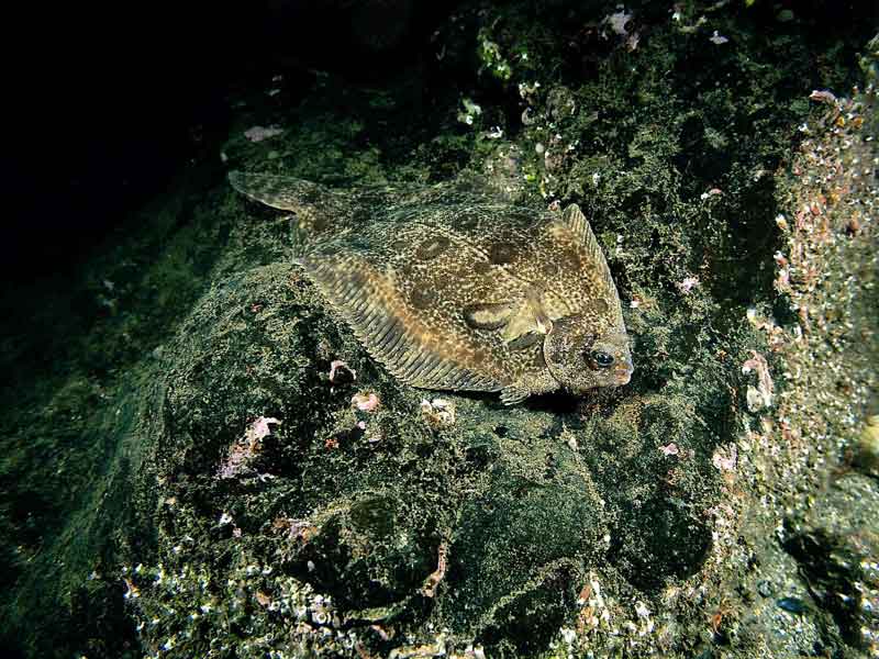 Modal: <i>Microstomus kitt</i> swimming along the seabed.