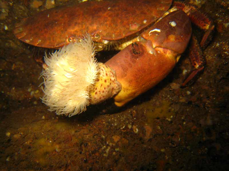 Modal: A parasitic anemone on the claw of the edible crab, <i>Cancer pagurus</i>.