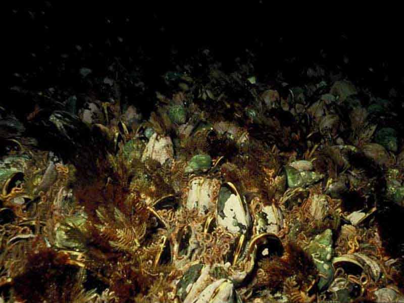 Horse mussel bed with hydroids and red seaweed, Linga Sound, Shetland.