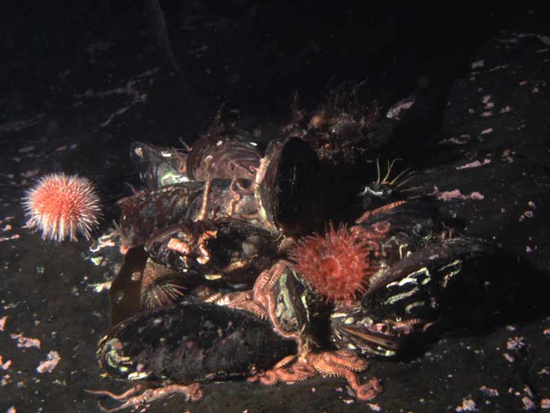 Image: Clump of horse mussels Modiolus modiolus on bedrock.
