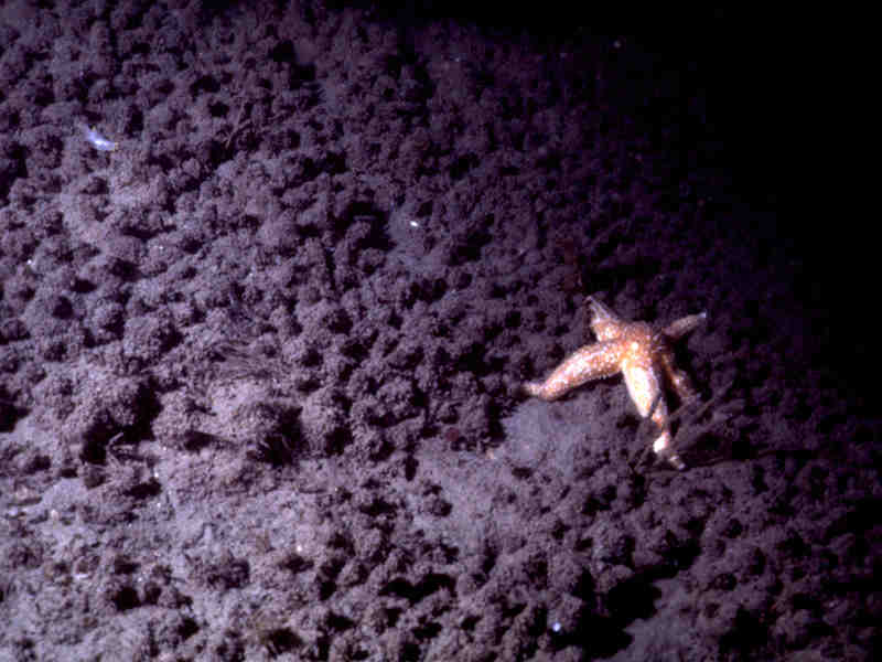 Image: Molgula manhattensis dominated seabed, Middle Channel Rocks, entrance to Milford Haven.