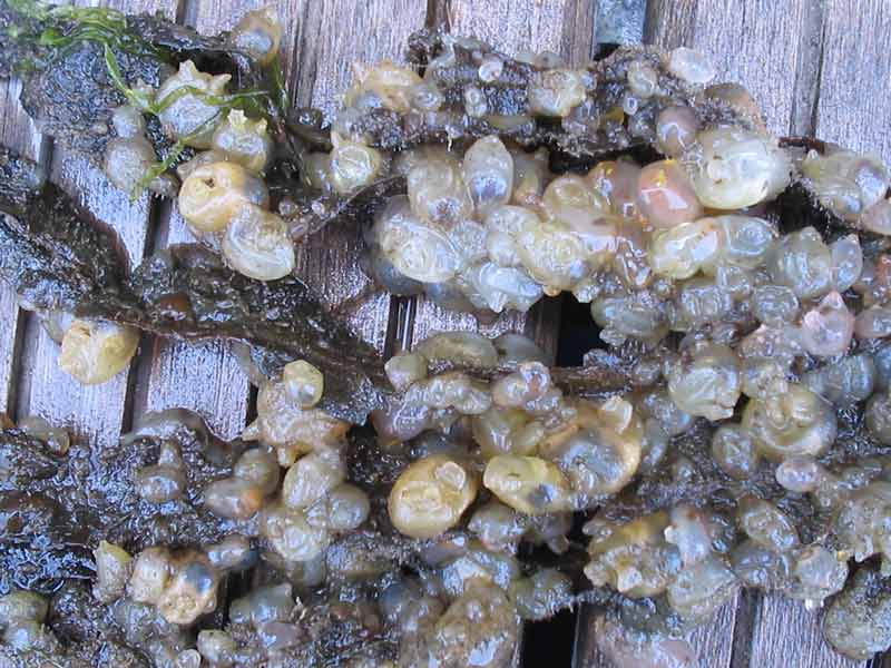 [molman2]: Sea grapes <i>Molgula manhattensis</i>.