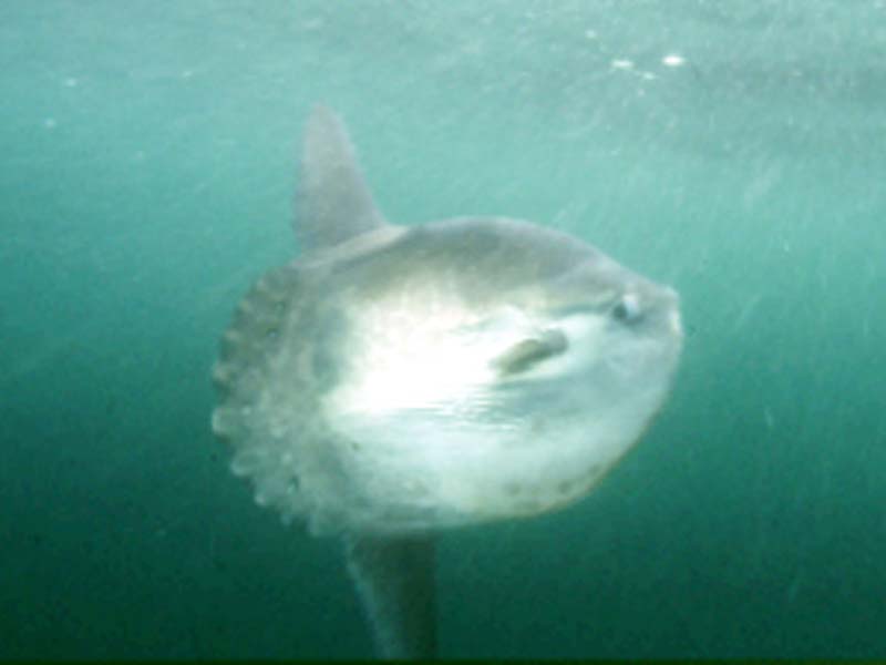 Modal: <i>Mola mola</i>, the sunfish.