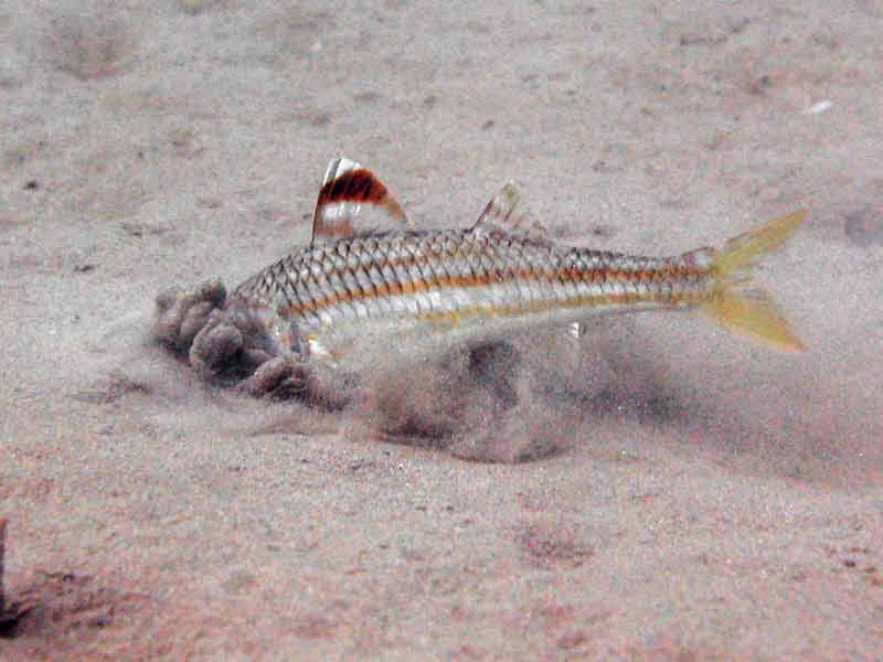 Modal: <i>Mullus surmuletus</i> foraging in sand.