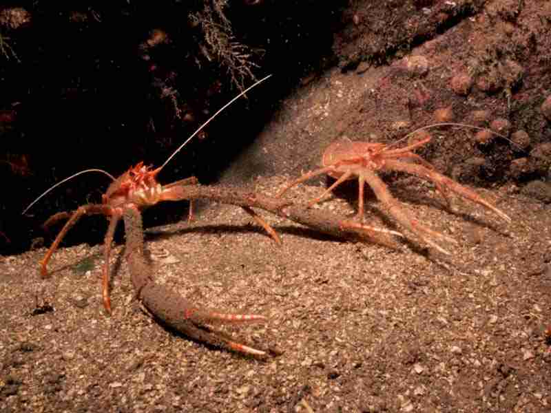 Image: Squat lobsters, Munida rugosa.