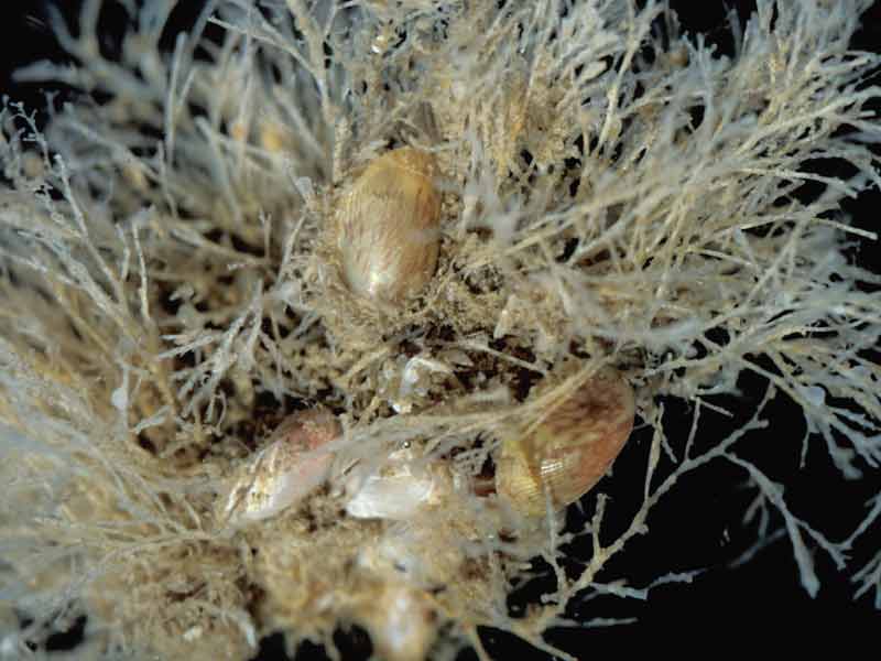 Modal: <i>Musculus discors</i> living in bryozoan turf collected from dead <i>Eunicella verrucosa</i>.
