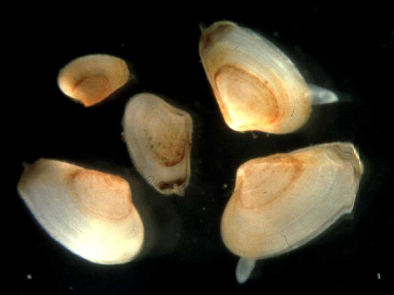 Modal: A selection of juvenile <i>Mya arenaria</i> about 2-5 mm in length.