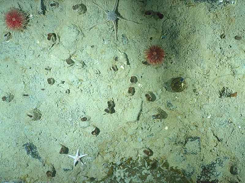Modal: Siphons of <i>Mya truncata</i> visible on sediment surface at 19m off Qikiqtarjuag, Canada.