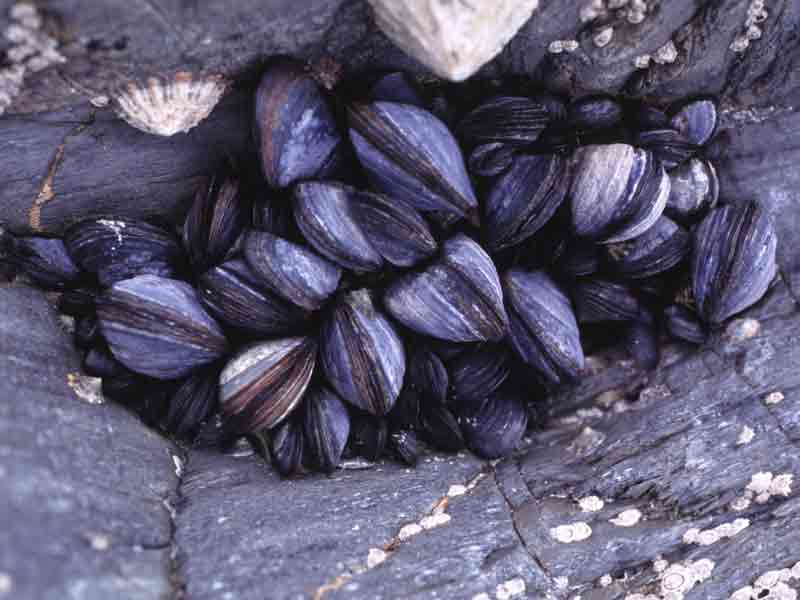 [mytedu]: Clump of mussels.