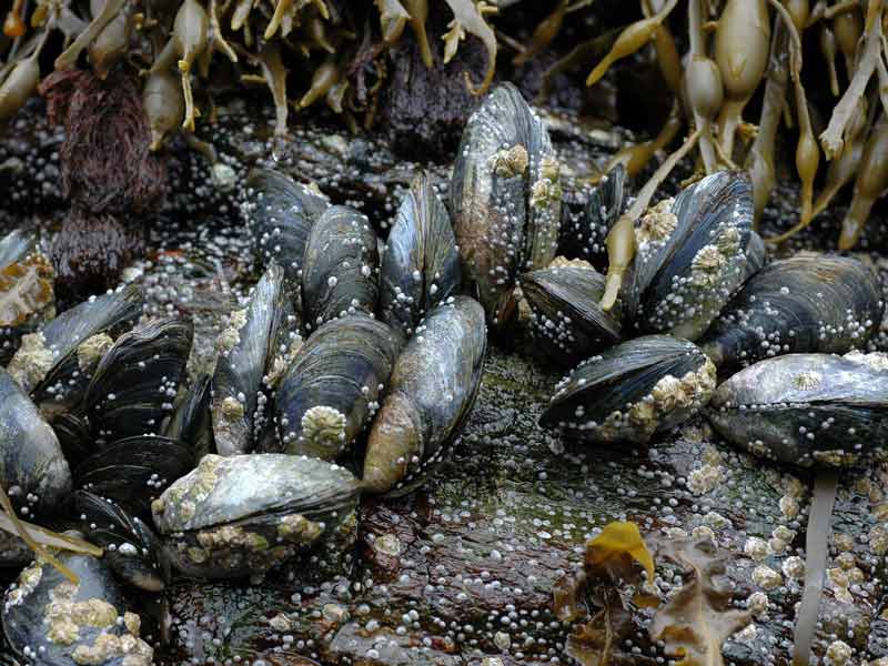 Modal: <i>Mytilus edulis</i> covered in barnacles.
