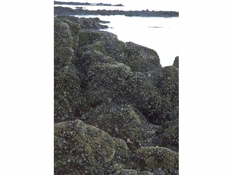 Modal: Dense covering of mussels on intertidal rocks.