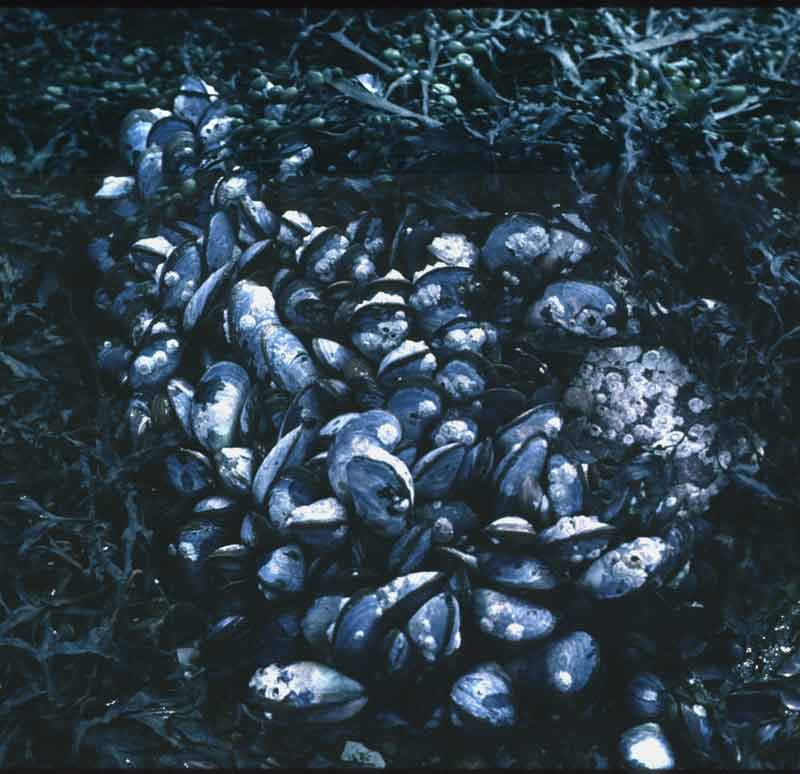 Image: Dense clump of mussels with barnacles on individuals.