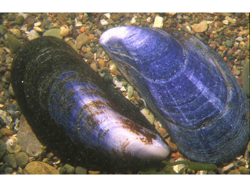[mytedu6]: Mussel shells displayed on gravel.