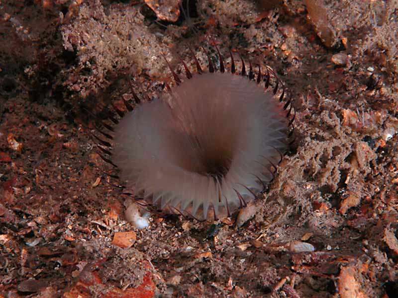 [myxinf2]: <i>Myxicola infundibulum</i> in coarse substrata at Firestone Bay in the Plymouth Sound.