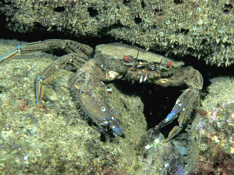 Modal: The swimming crab <i>Necora puber</i>.