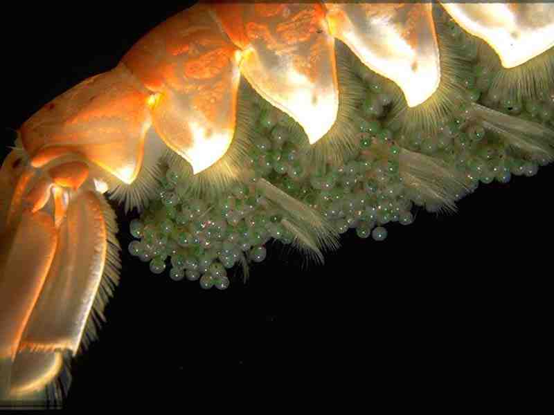 Nephrops norvegicus.  Female, detail of tail with eggs.
